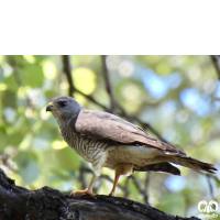 گونه پیغو Levant Sparrowhawk